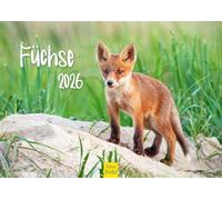 Edition Seidel Premium Calendar Foxes 2026 Format DIN A4 Wall Calendar Animal Calendar Fox Animals Wild Animals Forest Animals Predators Nature