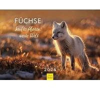 Edition Seidel Premium Calendar Foxes Gentle Paws, Wide World 2026 Format DIN A3 Wall Calendar Animal Calendar Fox Animals Wild Animals Forest Animals Christian Müringer