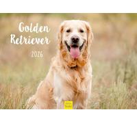 Edition Seidel Premium Calendar Golden Retriever 2026 Format DIN A3 Wall Calendar Dog Calendar Dog Puppy Dog Breed Pet
