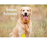Edition Seidel Premium Calendar Golden Retriever 2026 Format DIN A4 Wall Calendar Dog Calendar Dog Puppy Dog Breed Pet