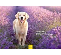 Edition Seidel Premium Calendar Golden Retriever Love 2026 Format DIN A4 Wall Calendar Dog Calendar Dog Puppy Dog Breed Pet