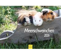 Edition Seidel Premium Calendar Guinea Pig 2026 Format DIN A4 Wall Calendar Animal Calendar Guinea Pig Cute Guys