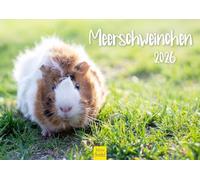 Edition Seidel Premium Calendar Guinea Pig 2026 Format DIN A4 Wall Calendar Animal Calendar Guinea Pig Cute Guys