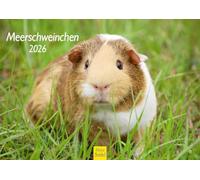 Edition Seidel Premium Calendar Guinea Pig 2026 Format DIN A4 Wall Calendar Animal Calendar Pet Guinea Pig Rodent