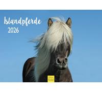 Edition Seidel Premium Calendar Icelandic Horses 2026 Format DIN A3 Wall Calendar Horse Calendar Iceland Horse Foal Mare Stallion