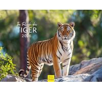 Edition Seidel Premium Calendar In The Kingdom of the Tigers 2026 Format DIN A3 Wall Calendar Animals Tiger Cub Forest Wilderness Wildlife