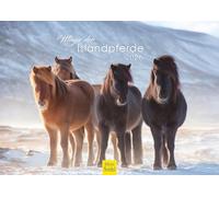 Edition Seidel Premium Calendar Magic of Icelandic Horses 2026 Format DIN A4 Wall Calendar Horse Calendar Icelanders Icelandic Animals Pony Mare Stallion Foal