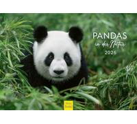 Edition Seidel Premium Calendar Pandas in Nature 2026 Format DIN A4 Wall Calendar Animals Panda Cub China Bamboo Wilderness Wildlife