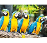 Edition Seidel Premium Calendar Parrots & Co 2026 Format DIN A4 Wall Calendar Animal Calendar Parrot Cockatoo Birds Animals Nature