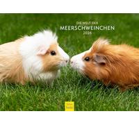 Edition Seidel Premium Calendar The World of Guinea Pigs 2026 Format DIN A4 Wall Calendar Animal Calendar Guinea Pig Cute Guys