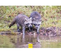 Edition Seidel Premium Calendar The World of Raccoons 2026 Format DIN A4 Wall Calendar Animal Calendar Raccoon North America Puppies Wild Animals Forest Animals