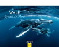 Edition Seidel Premium Calendar Whales Giants of the Seas 2026 Format DIN A3 Wall Calendar Whale Humpback Whale Beluga Whale Orca Sea Ocean Underwater World Christian Müringer