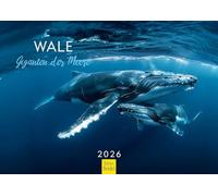 Edition Seidel Premium Calendar Whales Giants of the Seas 2026 Format DIN A4 Wall Calendar Whale Humpback Whale Beluga Whale Orca Sea Ocean Underwater World Christian Müringer