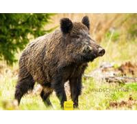 Edition Seidel Premium Calendar Wild Boars 2025 Format DIN A3 Wall Calendar Animal Calendar Black Boar Pig Fresh Wild Animals Forest Animals