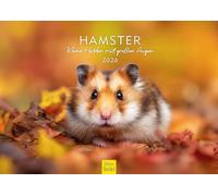 Edition Seidel Premium Hamster Calendar - Small Heroes with Big Eyes 2026 Format DIN A3 Wall Calendar Animal Calendar Mammal Pet Rodent Cute