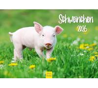 Edition Seidel Premium Piggy Calendar 2026 Format DIN A4 Wall Calendar Animal Calendar Animals Pig Piglet Freshling Wild Boar Native Mammals