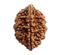 Edmiria 2 Mukhi Nepali Rudraksha Beads Two Faced Certified Natural Himalayan Rudrakhsha Beads for Healing, Pooja, Meditation, Prayer, Do Japa Mala