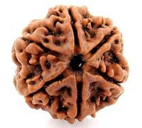 EDMIRIA Nepali Rudraksha Beads 2 Mukhi 3 Faced, 4 Mukhi, 5 Face, 6 Mukhi, 7 Mukhi Certified Natural Himalayan Rudrakhsha Beads for Healing, Pooja, Meditation, Prayer, Japa, 15 mm, Wood, No Gemstone