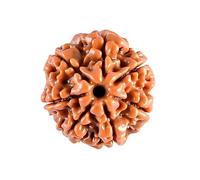 EDMIRIA Nepali Rudraksha Beads 2 Mukhi 3 Faced, 4 Mukhi, 5 Face, 6 Mukhi, 7 Mukhi Certified Natural Himalayan Rudrakhsha Beads for Healing, Pooja, Meditation, Prayer, Japa, 18mm, Wood, No Gemstone