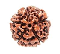 EDMIRIA Nepali Rudraksha Beads 2 Mukhi 3 Faced, 4 Mukhi, 5 Face, 6 Mukhi, 7 Mukhi Certified Natural Himalayan Rudrakhsha Beads for Healing, Pooja, Meditation, Prayer, Japa, S, Wood, No Gemstone