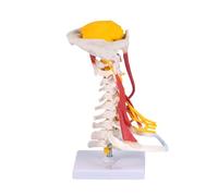 Education Anatomical Cervical Spine Structure Model Realistic Human Neck Muscle Anatomy Model for Clinical Demonstration Ligament Model
