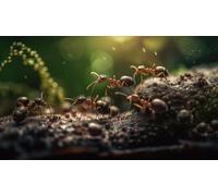 Education Intellectual Toy Puzzle Ant Knowledge Types of Ants Wooden Puzzle Art DIY Toy Gift Fun Challenging Educational Gift Art Home Decor_500pcs