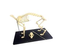 Education Model Dog Skeleton Anatomical Dog Skeleton Specimen Model Animal Anatomy Teaching Model Dogs Anatomical Model