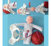 Education model,Female Pelvis Childbirth Anatomical Model, Childbirth Simulator, Delivery Pelvis Model, Birth Demonstration Set Includes Models Of Baby And Pelvis Detachable Placen