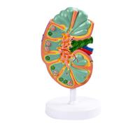 Education PVC Lymph Node Structure Anatomy Model Color Coded Anatomical Lymphatic Structure Model for Clinical Training Nursing