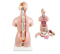 Educational 22 Parts Body Anatomical Model Human Unisex Torso 55Cm W/Open Back Open Back Exposes Muscular Layers, Vertebral Volume, Nerve Branches Human Torso Model for Training Skeleton Model