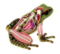 Educational Anatomical Animal Model 4D Animal Anatomical Model Frog Assembled Animal Biology Body Medical Teaching Model 31pcs