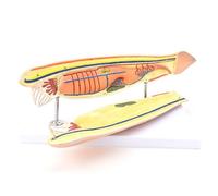 Educational Anatomical Animal Model Model Of Amphioxus Marine Biological Anatomy Teaching Model