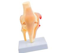 Educational Anatomical Knee Joint Structure Model with Detailed Muscles and Ligaments Structure for Anatomy Study Student Learning Aid