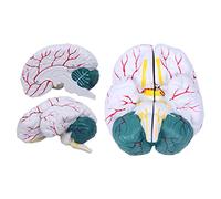 Educational Brain Tissue Model, Human Brain Anatomy Model, Anatomical Brain Structure Human Organ Model For Teaching Study