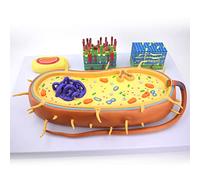 Educational Cross-Section Bacterial Cell Model 2000X Magnification with Chromosomal DNA Structure for Microbiology Learning