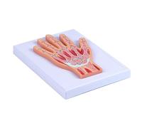 Educational Detachable Wrist Joint Model Essential Teaching Aid for Anatomy Classes and Clinical Practice in Healthcare Interactive Detachable Wrist Anatomy Model for Enhanced Learning in Healthcare