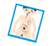 Educational Digestive Organ Anatomy Model for Kids Teen Student Aged 6＋School Classroom Homeschooling Teaching Tool Student Biology Resource