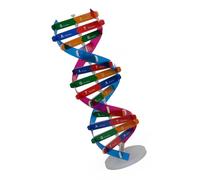 Educational DNA Double Turn Model Papercraft for Biology Teaching and Participatory Learning Paper DNA Model