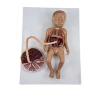 Educational Fetal Anatomy Model, Plastic Structure with Markings Demonstrating Blood Flow, Organ Placement for Fetal Circulatory Model Classroom, Anatomy Teaching Tool