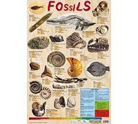 Educational Fossils Geology Science Poster/Wall Chart with Photographic Images - 60 x 40 cm