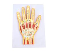 Educational Hand and Foot Joint Anatomical Model - Human Anatomy Teaching Aid for Medical Students(Hand)