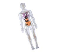 Educational Human Body Anatomy Model Clear Anatomical Human Skeleton Model With Detachable Organs Biology Teaching Tool Education Supplies