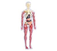 Educational Human Body Model, Science Anatomy Toy for Learning, 30cm Soft Human Model for Children, Anatomical for Home School, Bedroom Playroom Display, STEM Body Learning Tool