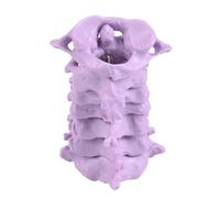 Educational Human Cervical Vertebrae Anatomy Model 1:1 Scale Anatomical PVC Cervical Spine Model for Doctors Therapists Human Vertebrae