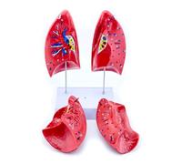 Educational Human Lung Anatomy Model Anatomical Human with Detachable Components Normal Anatomy Respiratory Structure Model