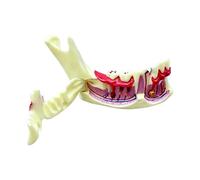 Educational Jaw Bone Anatomy Model Color Coded Mandible and Gingival Anatomy Model with Operable Gingival Parts Clinical Education Mandible Example