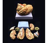 Educational Materials, 8-Part Brain Models Human Digitally Marked Anatomical Brain Model Life Size for Display Teaching Medical Model,Human Brain Anatomical Model