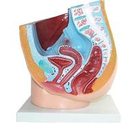 Educational Materials, Anatomy Model,Biology Teaching Model Anatomy Model Human Organ Anatomy Model Female Pelvic Anatomical Model Detachable Rotation for Medical