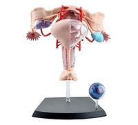 Educational Materials,Body Model Skeleton Model Assembly Model Model of Female Uterus Composite Model Medical Teaching Aids of Human Body Organ of The Female Reproductive for Medical Demon