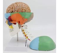 Educational Materials,Body Model skeleton model Scientific Research Human Skull Model Human Skull with Cervical Vertebra Model with 7 Cervical Vertebrae Nerve and Artery Anatomy/Human Organ Model